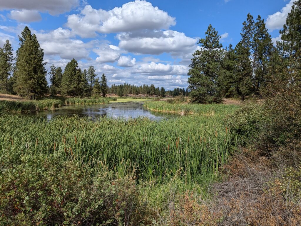 Cheney Wetlands
